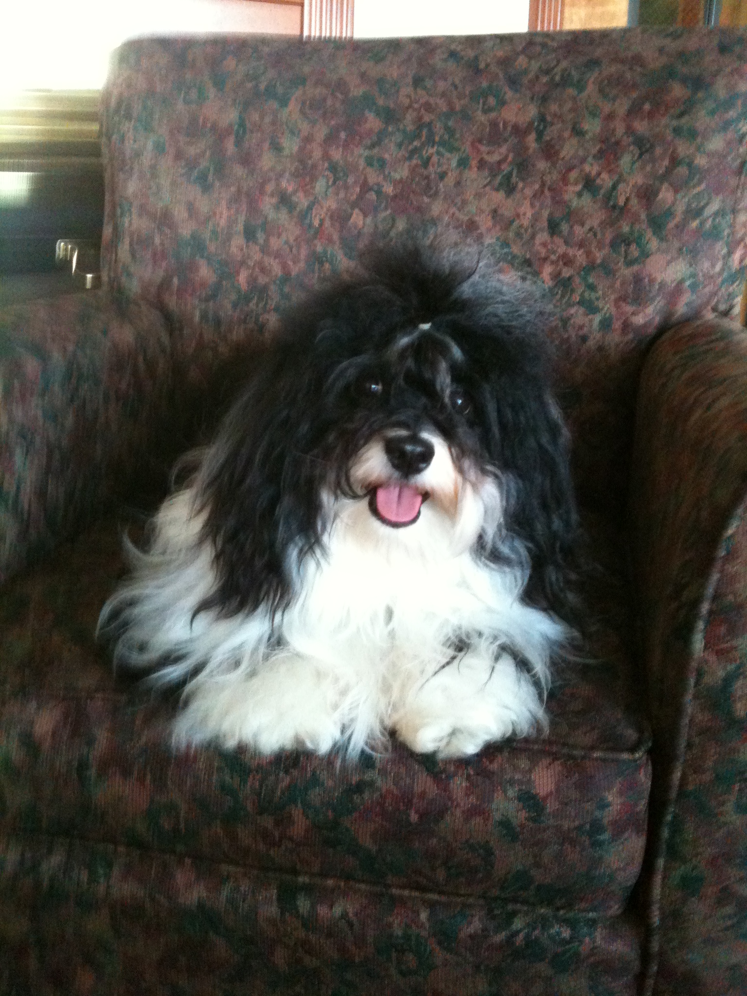 havanese irish pied